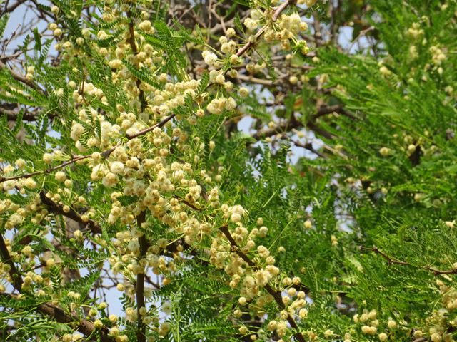 Acacia robusta (2)